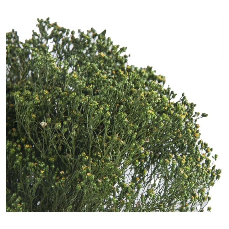 Broom Bloom stabilisé | Grossiste Fleuristes | Fleurs stabilisées
