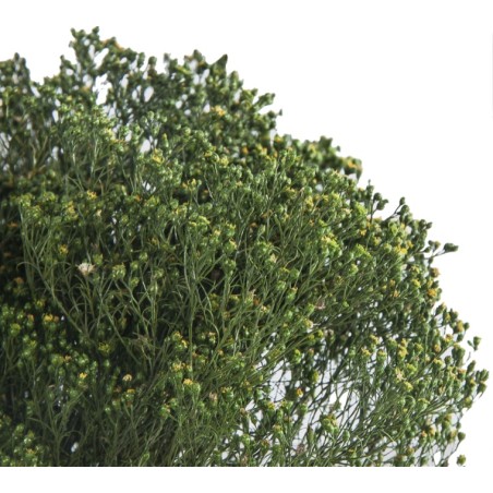 Broom Bloom stabilisé | Grossiste Fleuristes | Fleurs stabilisées