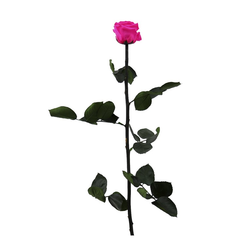 Rose eternelle sur tige | Grossiste Fleuristes | Fleurs Stabilisées