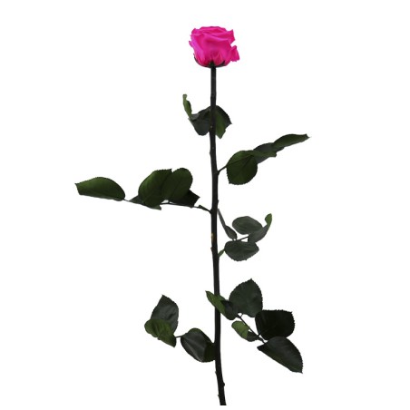 Rose eternelle sur tige | Grossiste Fleuristes | Fleurs Stabilisées