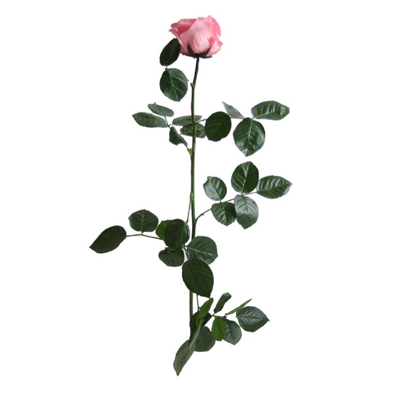 Rose eternelle sur tige | Grossiste Fleuristes | Fleurs Stabilisées