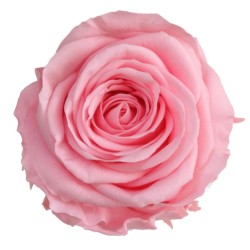 Rose eternelle sur tige | Grossiste Fleuristes | Fleurs Stabilisées