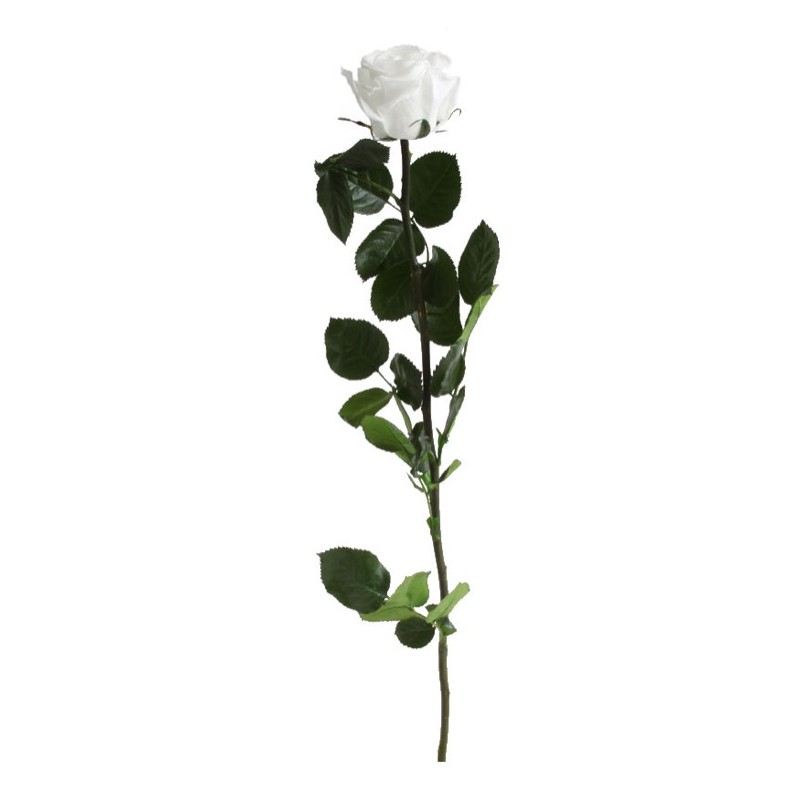 Rose eternelle sur tige | Grossiste Fleuristes | Fleurs Stabilisées