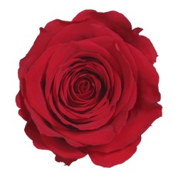 Rose eternelle sur tige | Grossiste Fleuristes | Fleurs Stabilisées
