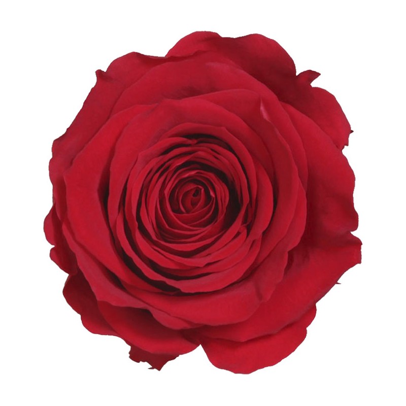 Rose eternelle sur tige | Grossiste Fleuristes | Fleurs Stabilisées