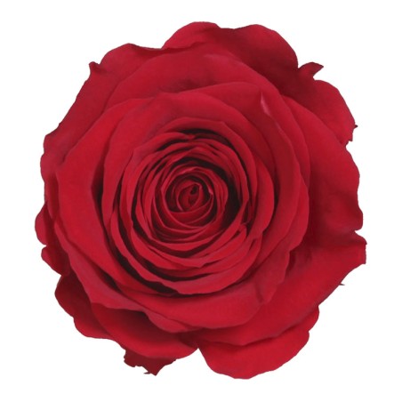 Rose eternelle sur tige | Grossiste Fleuristes | Fleurs Stabilisées