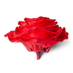 Rose Eternelle forme coeur | Fournisseur Rose Eternelle | Qualité Prix