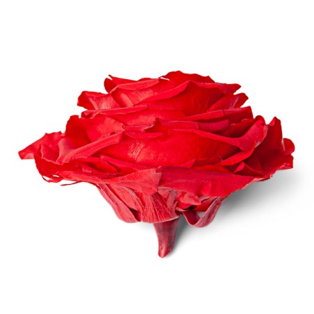 Rose Eternelle forme coeur | Fournisseur Rose Eternelle | Qualité Prix