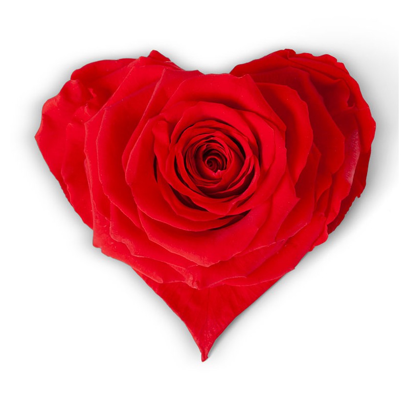 Rose Eternelle forme coeur | Fournisseur Rose Eternelle | Qualité Prix