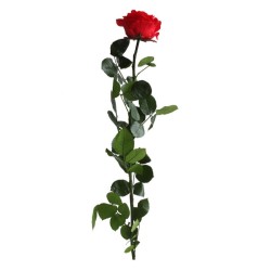 Rose eternelle sur tige | Grossiste Fleuristes | Fleurs Stabilisées