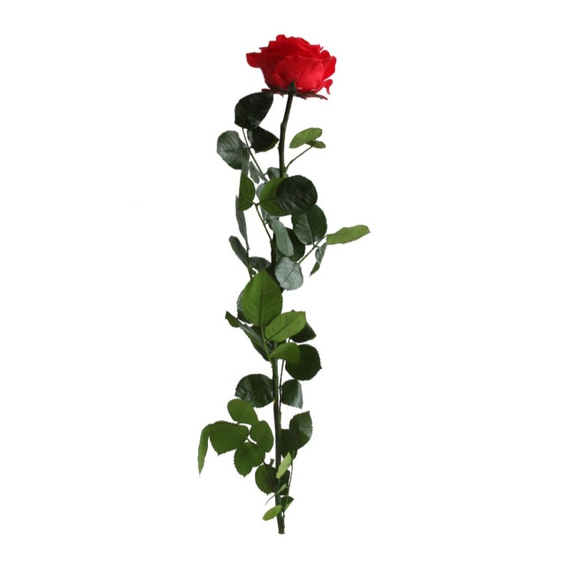 Rose eternelle sur tige | Grossiste Fleuristes | Fleurs Stabilisées
