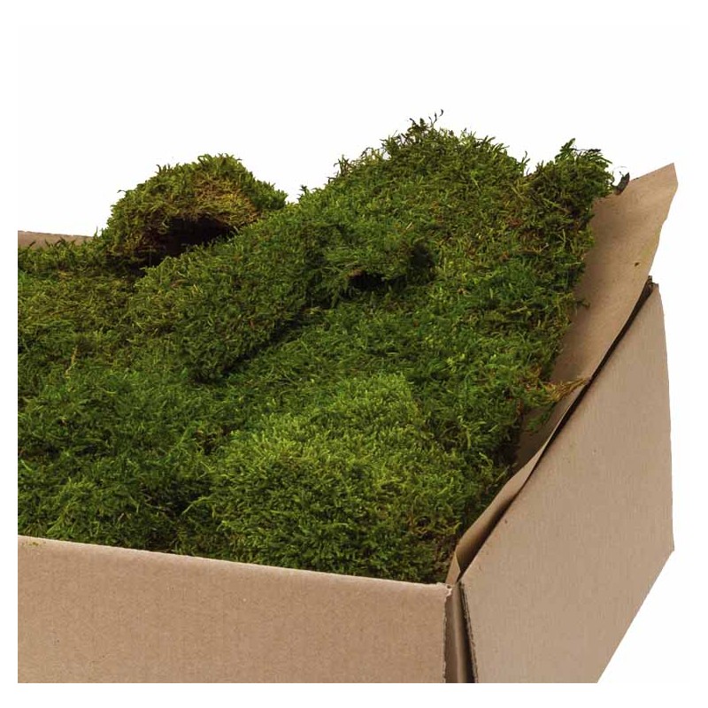 Mousse Stabilisée  | Grossiste en Végétaux stabilisés