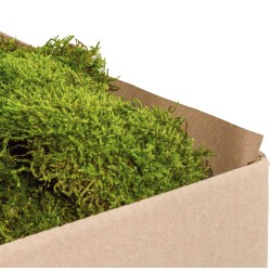 Mousse Stabilisée  | Grossiste en Végétaux stabilisés