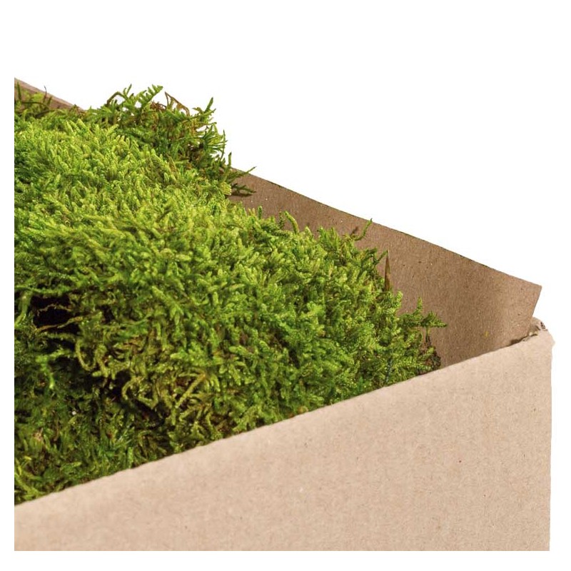 Mousse Stabilisée  | Grossiste en Végétaux stabilisés