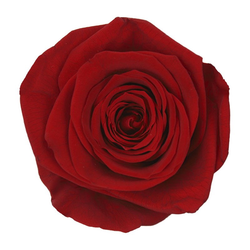 Rose Stabilisée | Grossiste en Fleurs Stabilisées | Qualité Prix