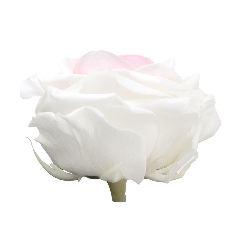 Rose Stabilisée  | Grossiste Fleuristes | Fleurs Artificielles