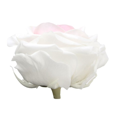 Rose Stabilisée  | Grossiste Fleuristes | Fleurs Artificielles