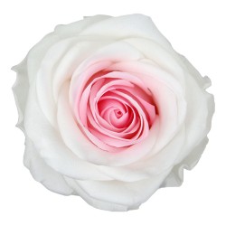 Rose Stabilisée  | Grossiste Fleuristes | Fleurs Artificielles