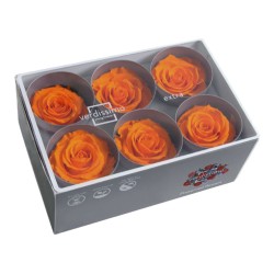 Rose Eternelle | Grossiste Fleuristes | Fleurs stabilisées