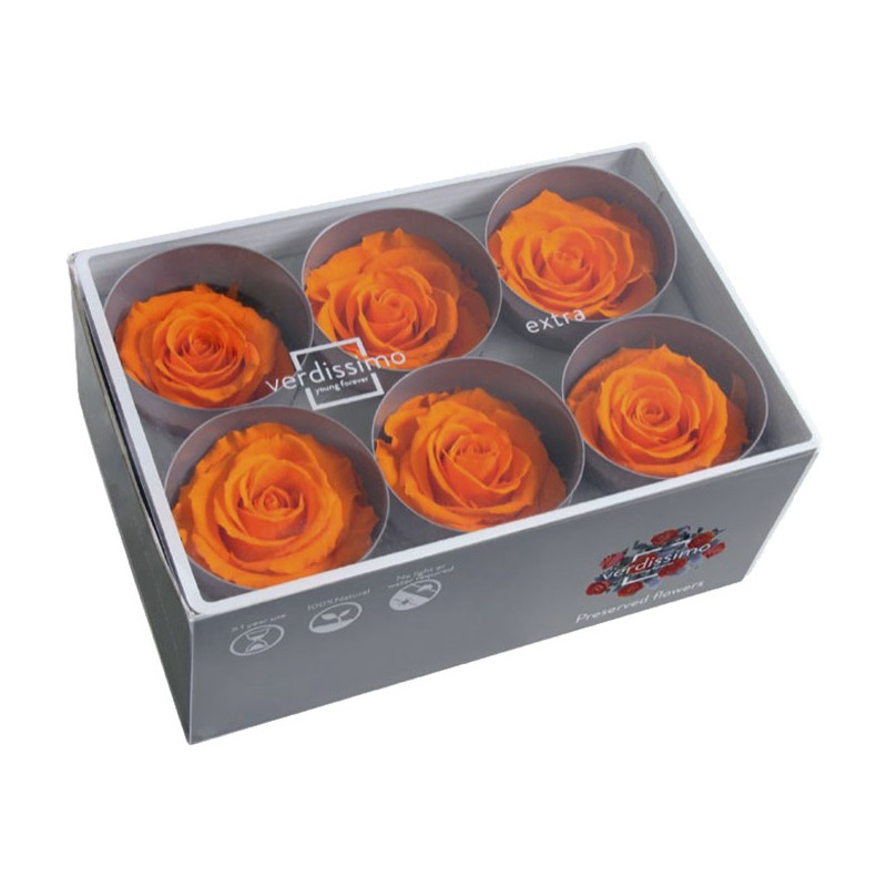 Rose Eternelle | Grossiste Fleuristes | Fleurs stabilisées