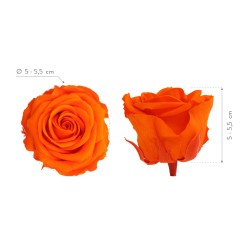 Rose Eternelle | Grossiste Fleuristes | Fleurs stabilisées