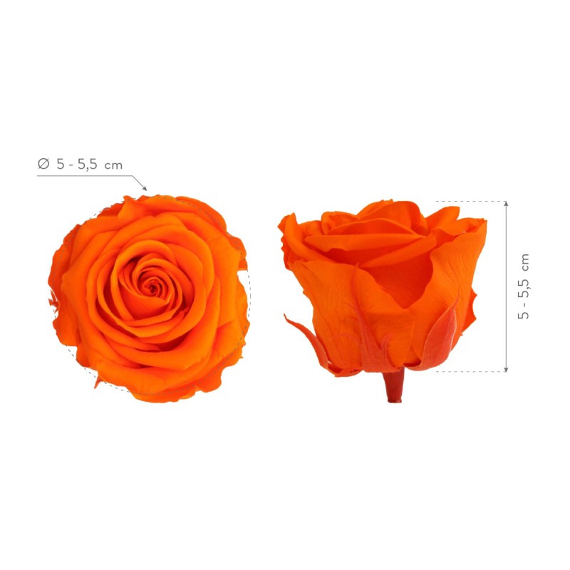 Rose Eternelle | Grossiste Fleuristes | Fleurs stabilisées
