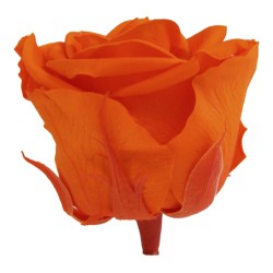 Rose Eternelle | Grossiste Fleuristes | Fleurs stabilisées