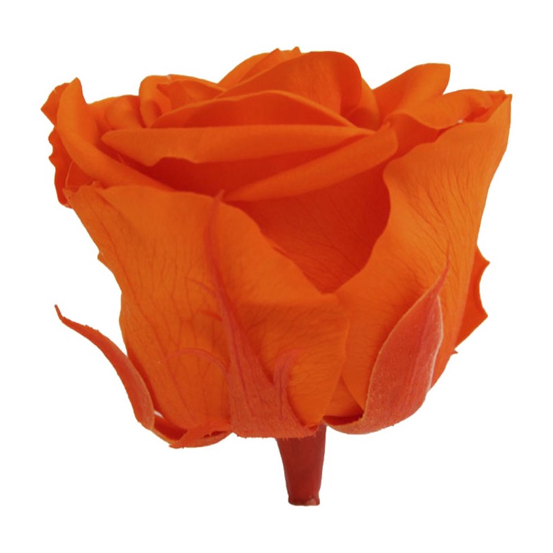 Rose Eternelle | Grossiste Fleuristes | Fleurs stabilisées
