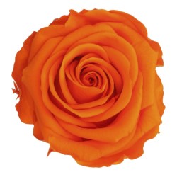 Rose Eternelle | Grossiste Fleuristes | Fleurs stabilisées
