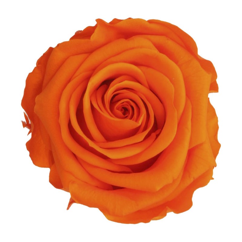 Rose Eternelle | Grossiste Fleuristes | Fleurs stabilisées