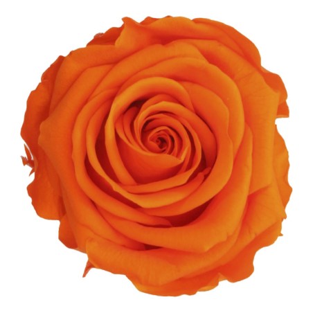 Rose Eternelle | Grossiste Fleuristes | Fleurs stabilisées