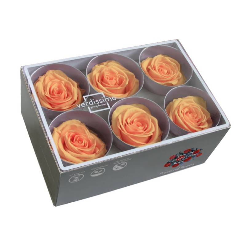 Rose Eternelle | Grossiste Fleuristes | Fleurs stabilisées