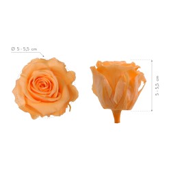 Rose Eternelle | Grossiste Fleuristes | Fleurs stabilisées