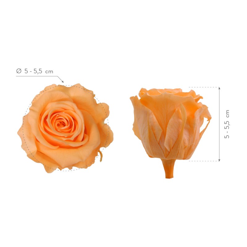 Rose Eternelle | Grossiste Fleuristes | Fleurs stabilisées