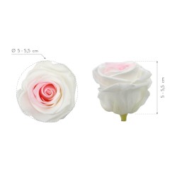 Rose Eternelle | Grossiste Fleuristes | Fleurs stabilisées