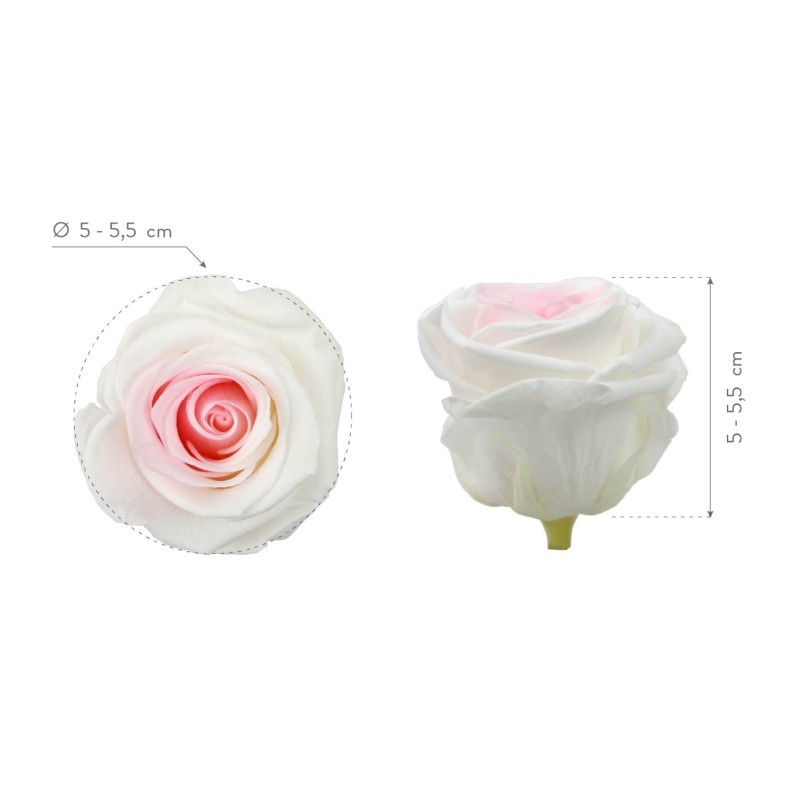 Rose Eternelle | Grossiste Fleuristes | Fleurs stabilisées