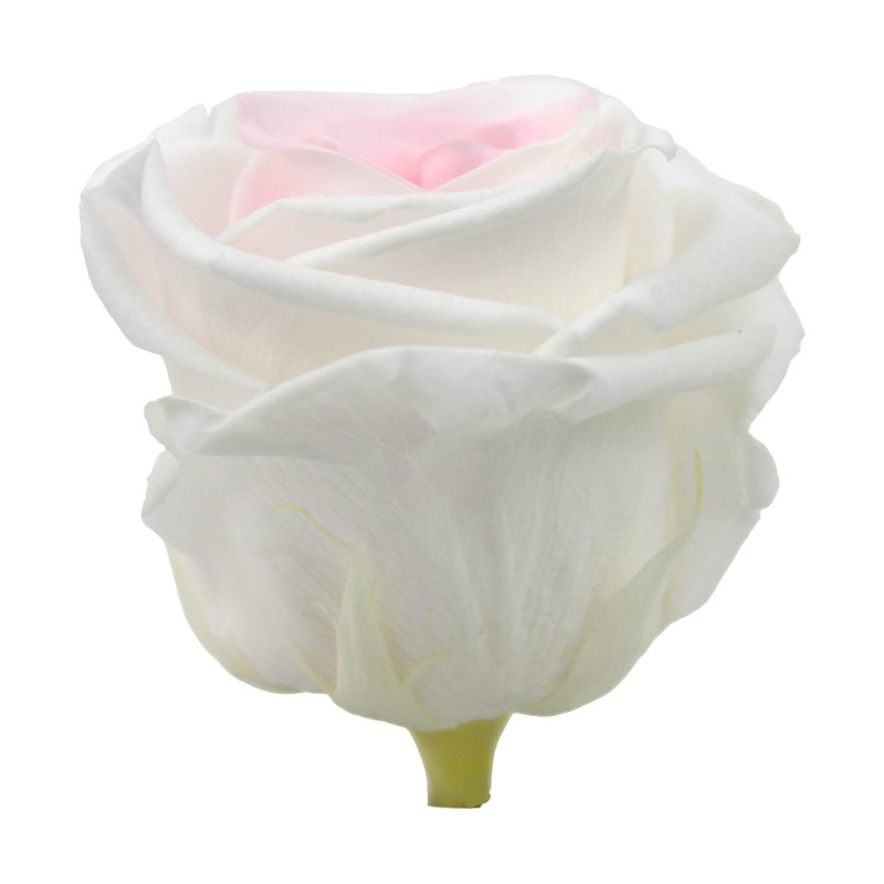 Rose Eternelle | Grossiste Fleuristes | Fleurs stabilisées
