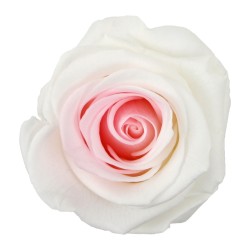 Rose Eternelle | Grossiste Fleuristes | Fleurs stabilisées