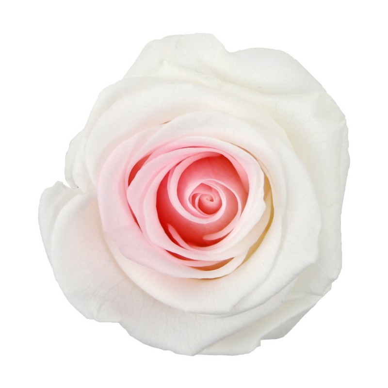 Rose Eternelle | Grossiste Fleuristes | Fleurs stabilisées