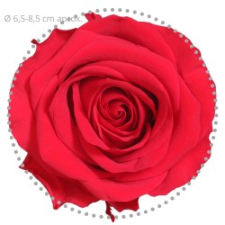 Rose eternelle sur tige | Grossiste Fleuristes | Fleurs Stabilisées