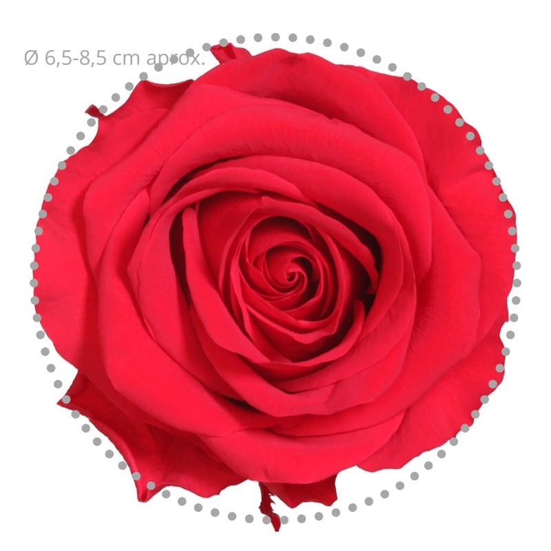 Rose eternelle sur tige | Grossiste Fleuristes | Fleurs Stabilisées