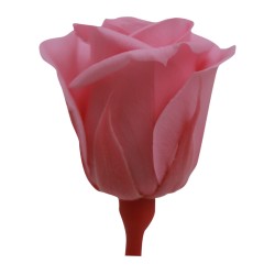 Rose stabilisée Mini - Différentes couleurs