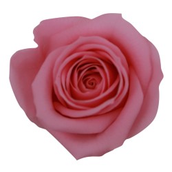 Rose stabilisée Mini - Différentes couleurs