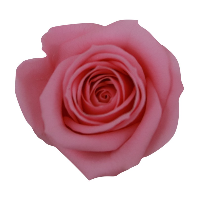 Rose Eternelle | Grossiste Végétaux Stabilisés
