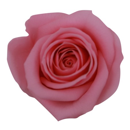 Rose stabilisée Mini - Différentes couleurs