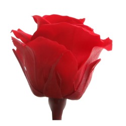 Rose stabilisée Mini - Différentes couleurs