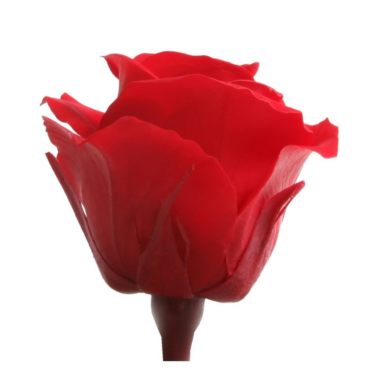 Rose stabilisée Mini - Différentes couleurs