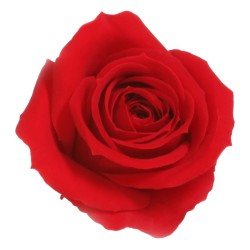 Rose stabilisée Mini - Différentes couleurs