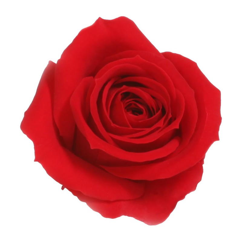 Rose stabilisée Mini - Différentes couleurs