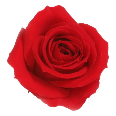 Rose Eternelle | Grossiste Végétaux Stabilisés